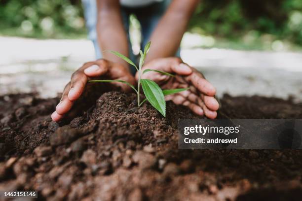 mani che crescono una giovane pianta - earthday foto e immagini stock