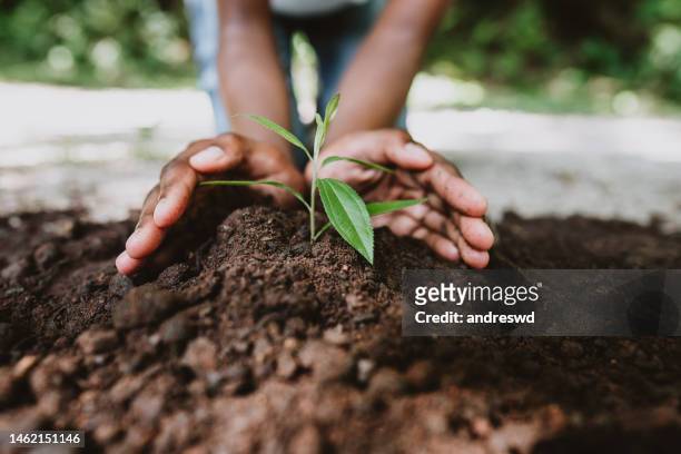 hands growing a young plant - holding kid hands stock pictures, royalty-free photos & images