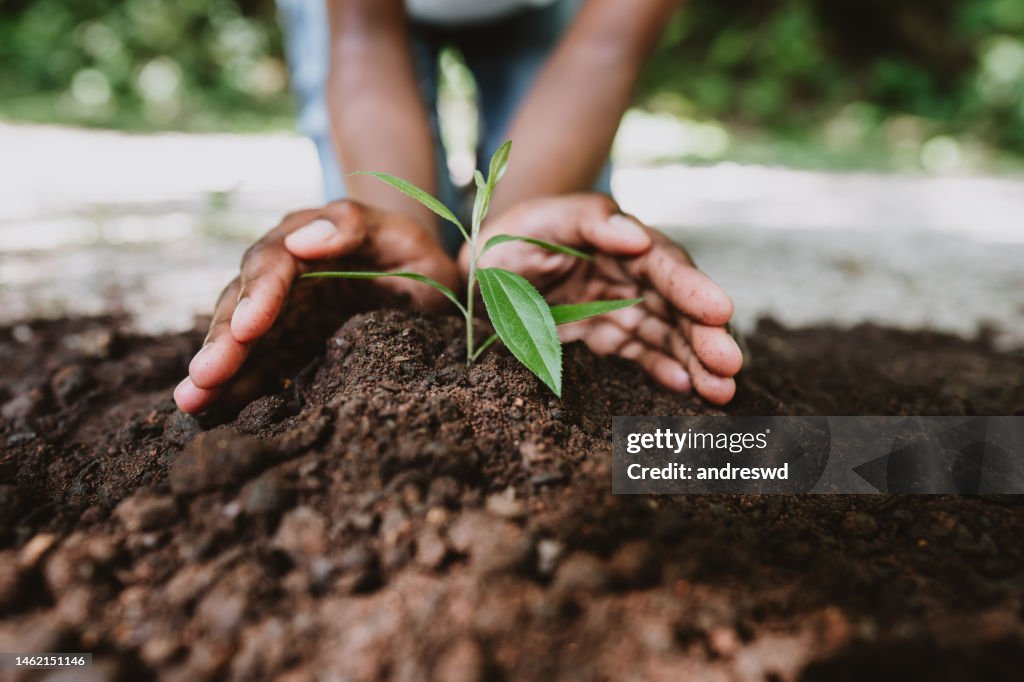 Mãos que crescem uma planta jovem