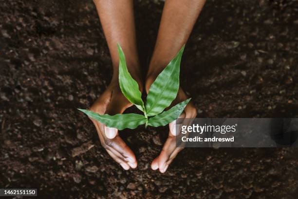 mani che crescono una giovane pianta - earthday foto e immagini stock