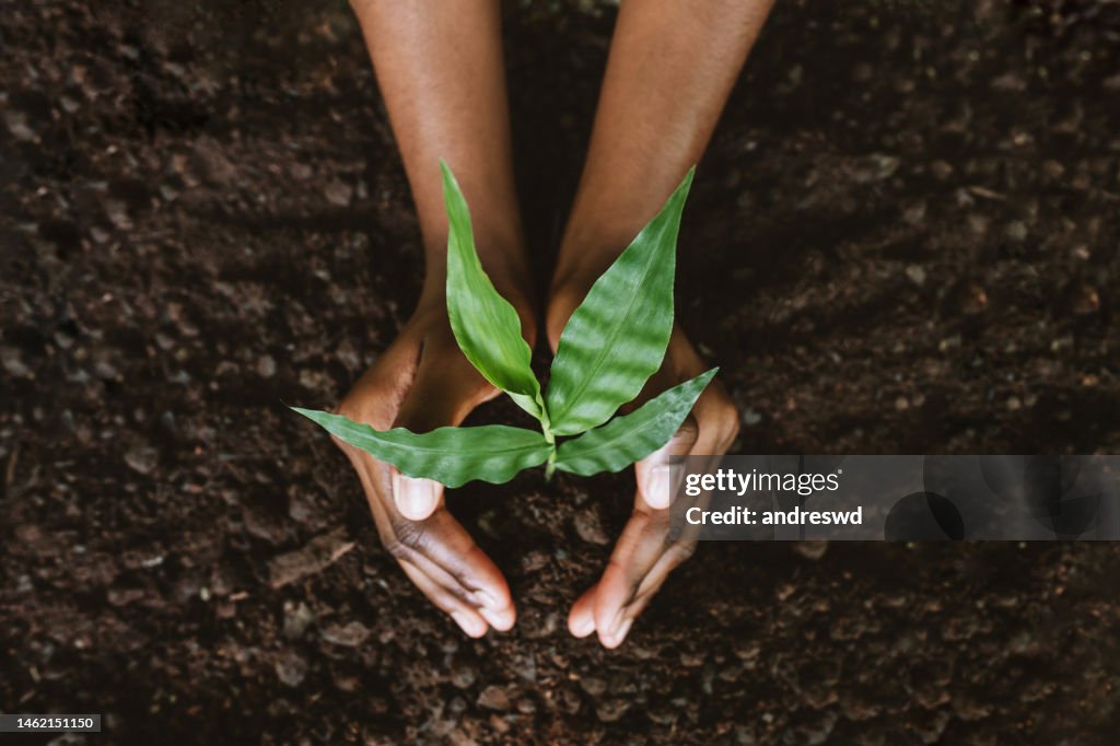 若い植物を育てる手