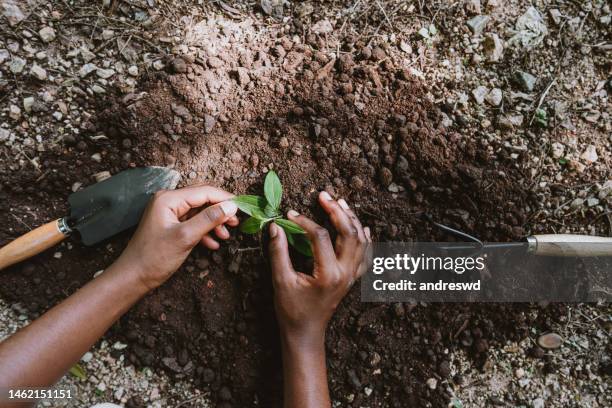 plantez un nouvel arbre et aidez la planète - mue photos et images de collection
