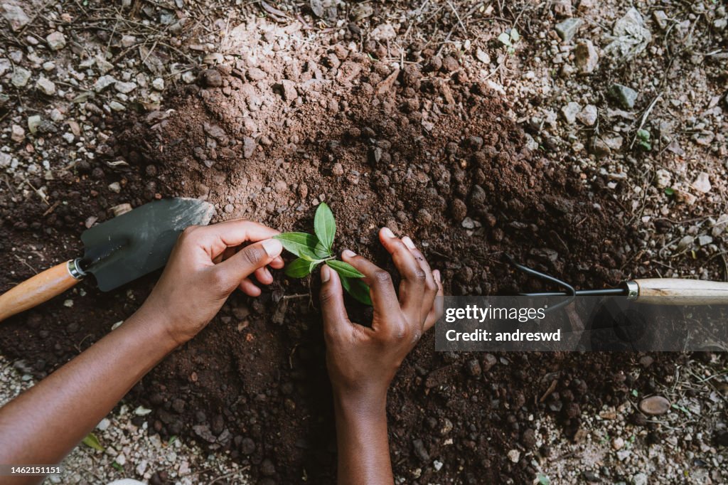 Plant a new tree and help the planet