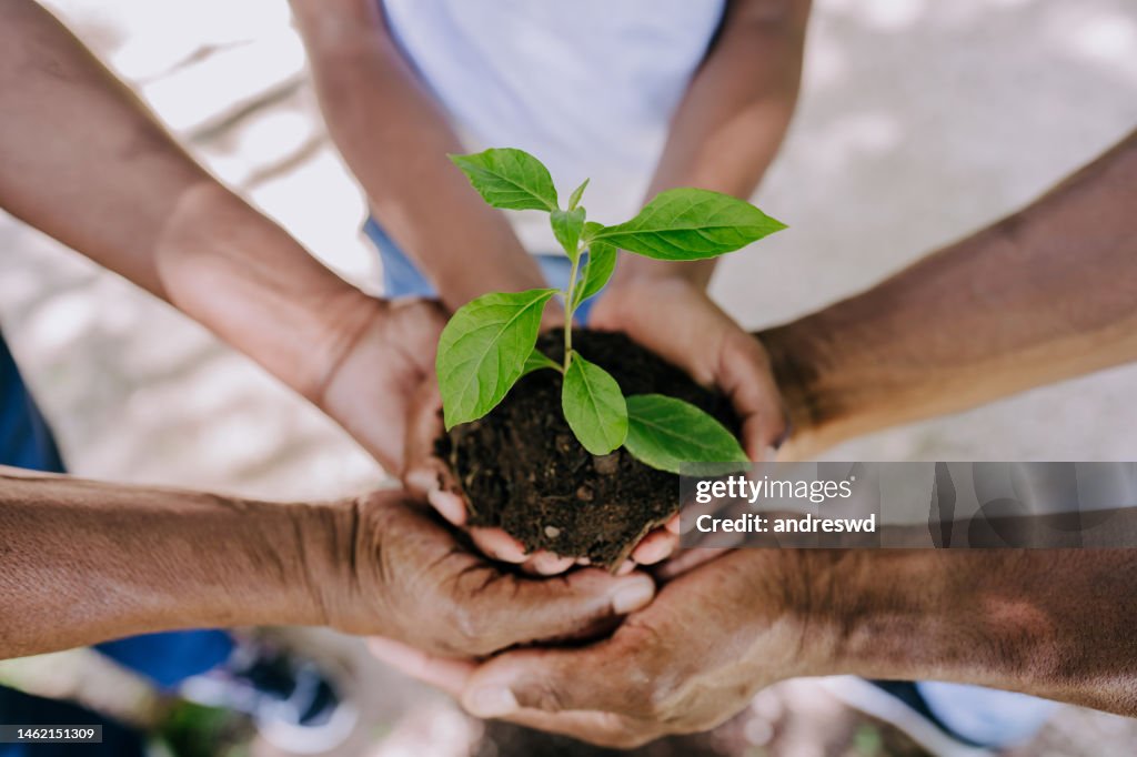 Multiple hands holding a plant