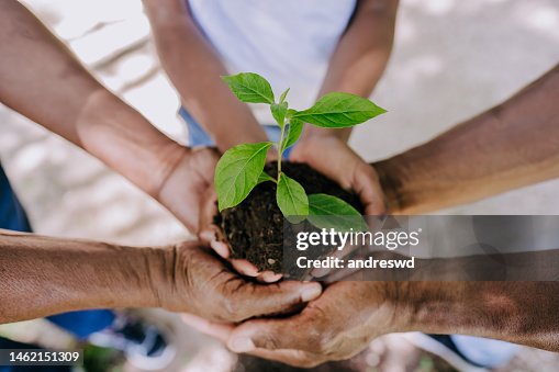 Multiple hands holding a plant Multiple hands holding a plant