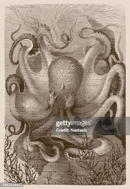 octopus vulgaris - octopus aquarium stock illustrations