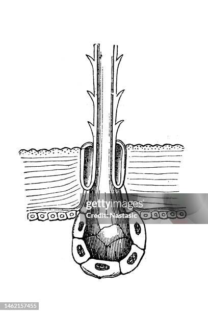 caterpillar stinging hair - hair macro stock illustrations