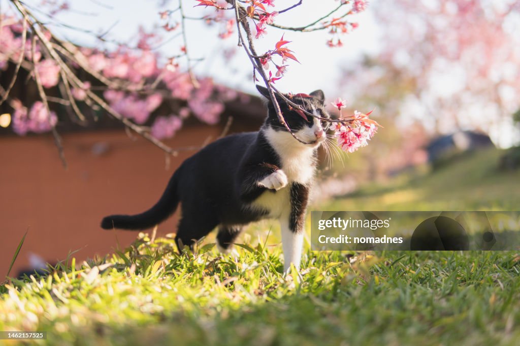 Domestic cat enjoy with cherry blossom tree.