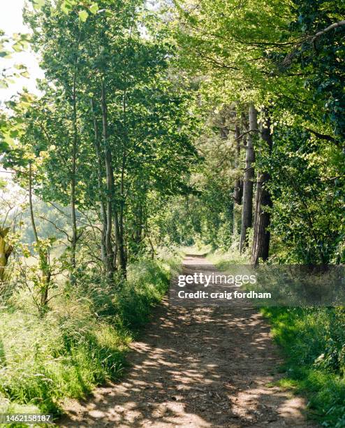 summer detail - south downs national park stock pictures, royalty-free photos & images