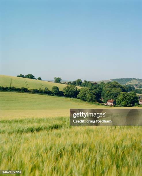 summer detail - south downs national park stock pictures, royalty-free photos & images
