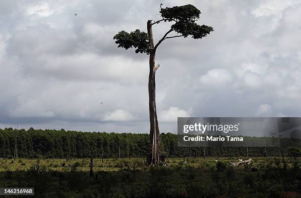 Lone remaining Amazon rainforest tree stands in a deforested section of Amazon rainforest on June 9, 2012 in Para state, Brazil. Although...