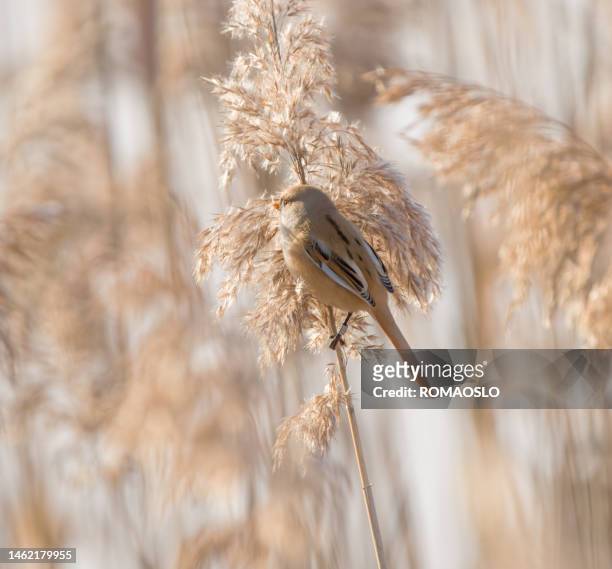 bearded reedling in bærum near oslo, norway - bærum stock pictures, royalty-free photos & images