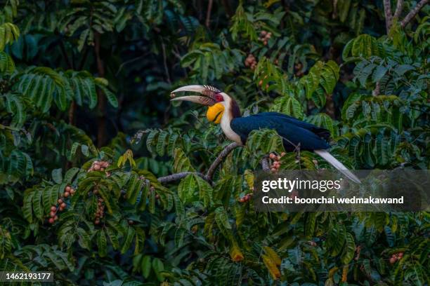 hornbill in thailand, is relaxing after eating fruit in the national park in thailand - jungle animals stock pictures, royalty-free photos & images
