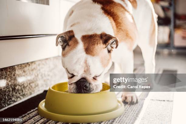 dog eating from green bowl - dog eating 個照片及圖片檔