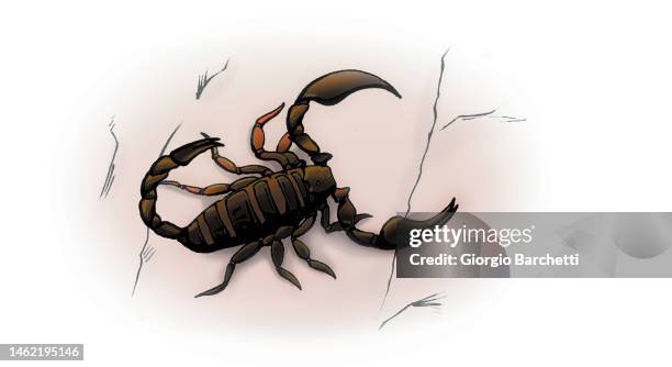ilustraciones, imágenes clip art, dibujos animados e iconos de stock de escorpión - scorpion stinger