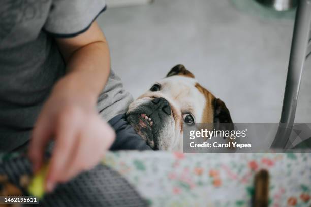 top down image of dog begging for food at the kitchen table - begging animal behavior stock pictures, royalty-free photos & images