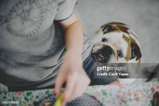 top down image of dog begging for food at the kitchen table - begging animal behavior stockfoto's en -beelden