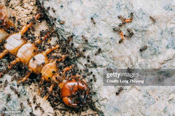 Distorted Ant Most Dangerous Ants Photos and Premium High Res Pictures - Getty Images