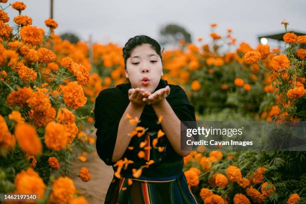 in the midst of marigold flowers - november stockfoto's en -beelden