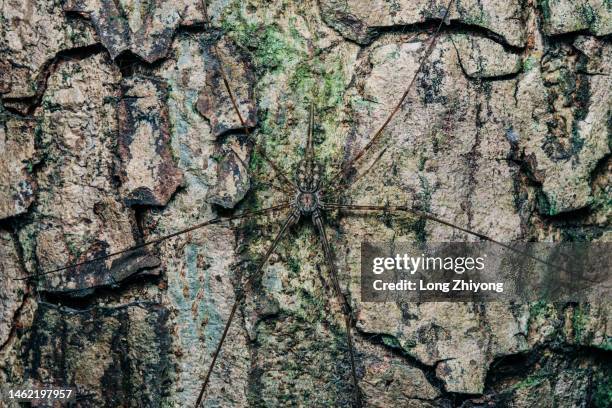 Spider In Tree 362 Tree Trunk Spider Stock Photos, High-Res Pictures, and Images ...