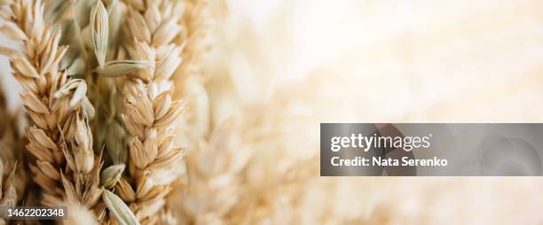 golden color wheat and spikelets of oats as agricultural background - oat ear stockfoto's en -beelden