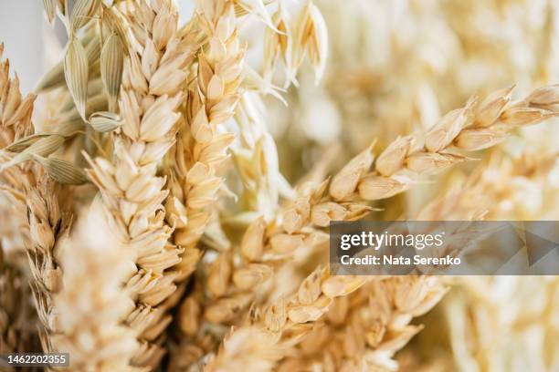 golden color wheat and spikelets of oats as agricultural background - エンバク ストックフォトと画像