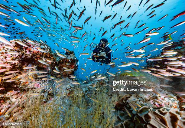 diver exploring a reef at the gulf of thailand close to koh tao - turtle island stock pictures, royalty-free photos & images