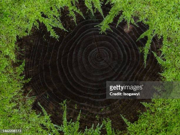 annual ring surrounded by moss - cryptomeria japonica stock pictures, royalty-free photos & images
