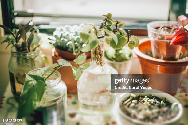 glass with  plant growing in order to create roots for potting - carol grow stock-fotos und bilder