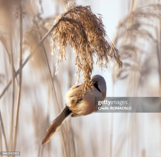 bearded reedling in bærum near oslo, norway - bærum stock pictures, royalty-free photos & images