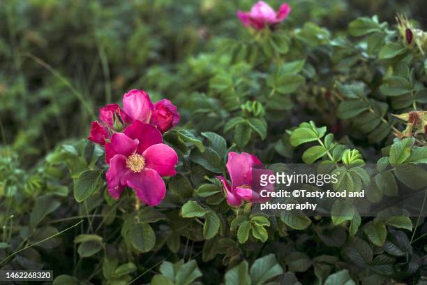 blooming seaside eglantine - rosa eglanteria stock pictures, royalty-free photos & images