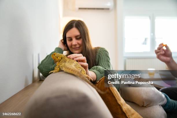 reptile - exotic pet on the sofa - baardagame stockfoto's en -beelden