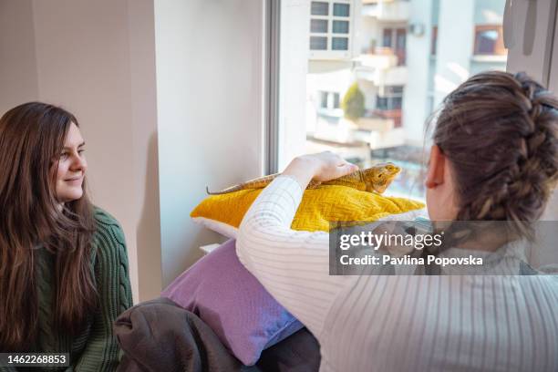 friends petting the bearded dragon pet - baardagame stockfoto's en -beelden