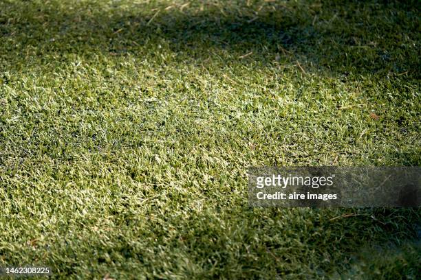 close up view of natural texture green grass in a soccer field stadium - grass texture stock pictures, royalty-free photos & images
