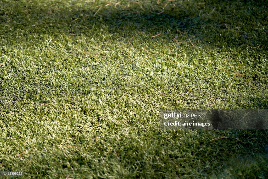 Close up view of natural texture green grass in a soccer field stadium