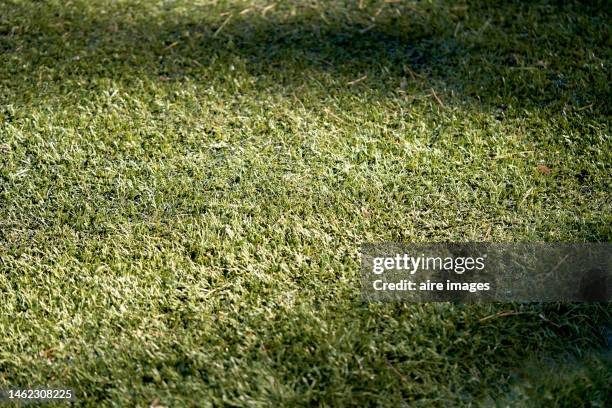 close up view of natural texture green grass in a soccer field stadium - grass texture bildbanksfoton och bilder