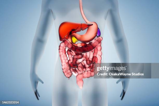 human digestive system - human-digestive-system-diagram stock-fotos und bilder