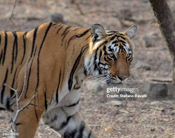 Stefano Felis Fotografías e imágenes de stock Getty Images