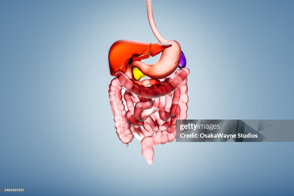Human digestive system