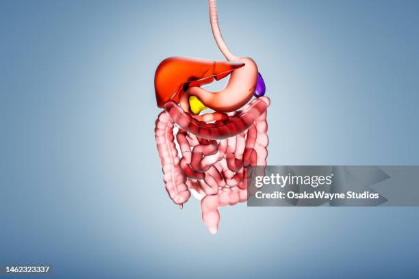 human digestive system - human intestine stockfoto's en -beelden