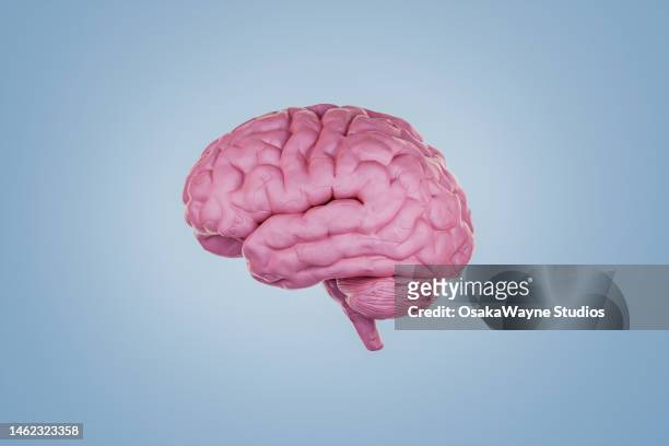 clay human brain - human brain stock-fotos und bilder