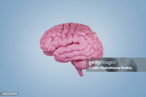 clay human brain - cerebro fotografías e imágenes de stock