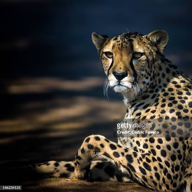 cheetah laying under tree - cheetah namibia stock pictures, royalty-free photos & images