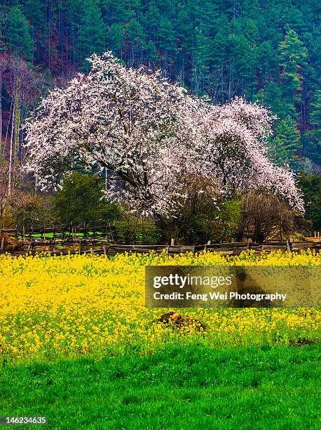 spring scenery in bome, tibet - bome fotografías e imágenes de stock
