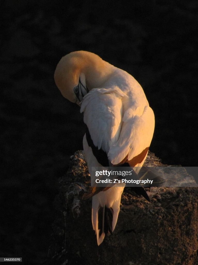 Shy gannet