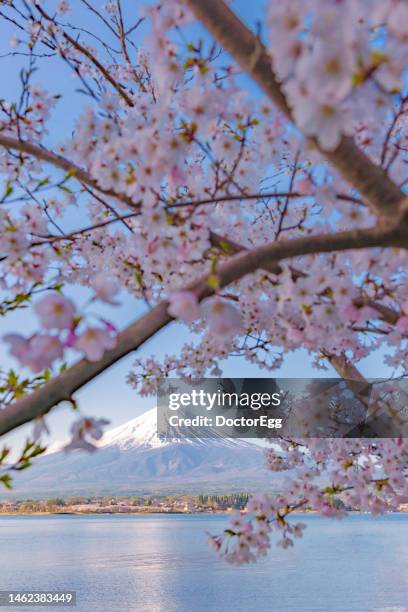 fuji mountain and sakura branches in spring at kawaguchiko lake, japan - moutain sunset snow stock-fotos und bilder