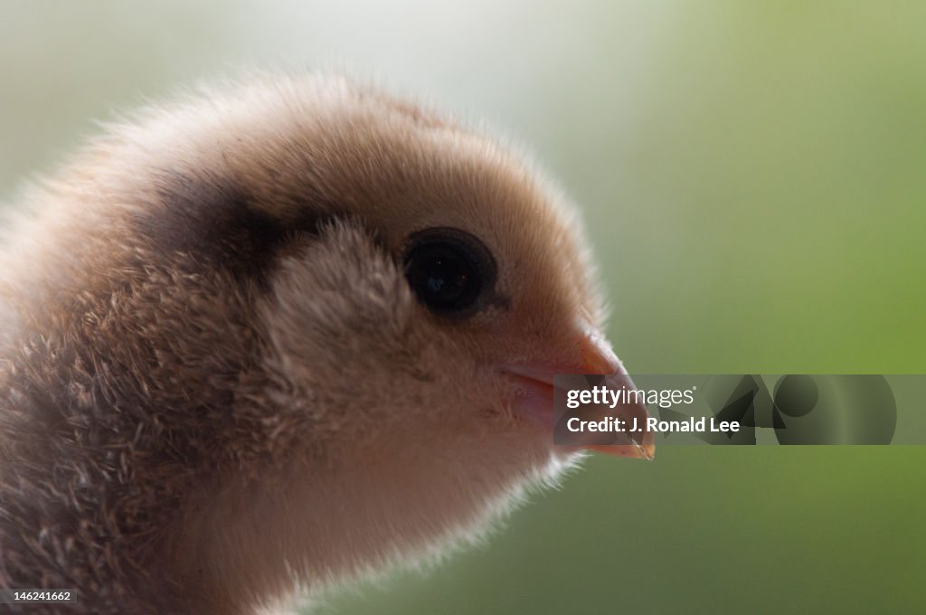 Auracana chick (baby chicken)