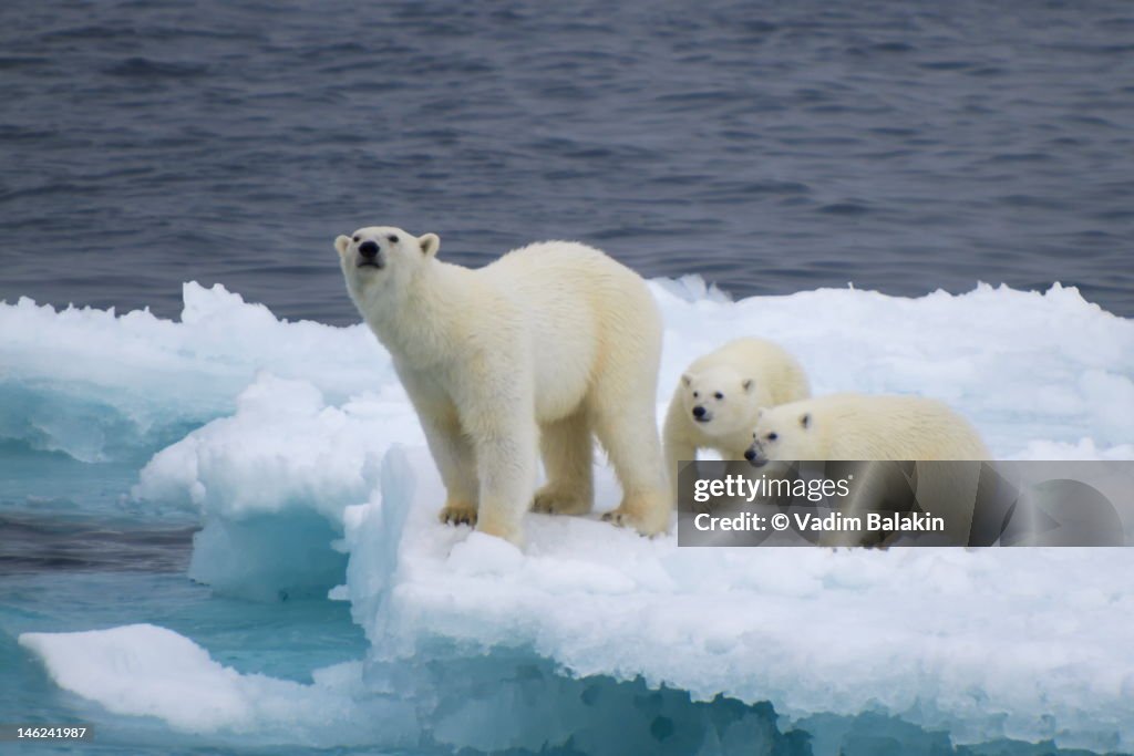 Female polar bear with cubs on iceberg