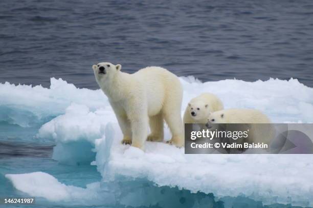 female polar bear with cubs on iceberg - polar bear stock pictures, royalty-free photos & images