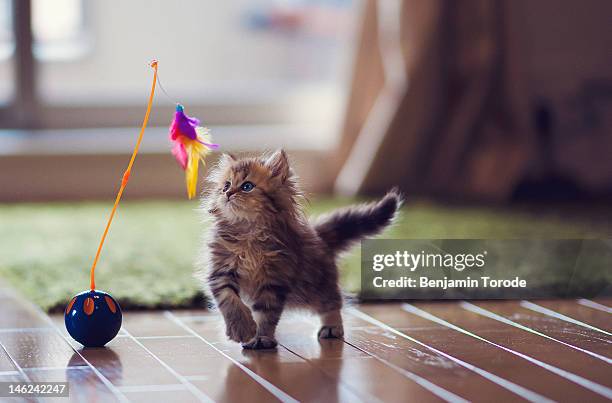 kitten playing with feather toy - cat toy stock pictures, royalty-free photos & images